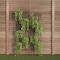 Nature Spring Garden Trellis for Climbing Plants with Decorative Scrolls for Plants, Flowers, Vines, Set of 2 359509ZDT - alternate 3